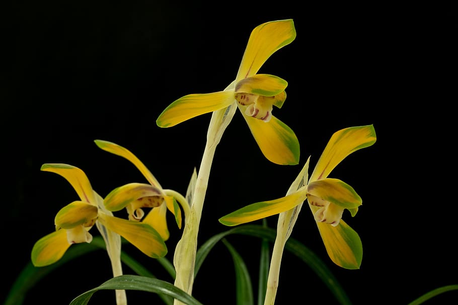 la Corea gioca a iran, io, io fiore, tendo, le principali monete d'oro, riparare la ricerca, la montagna è basata sul, durante la partita, fiori di primavera