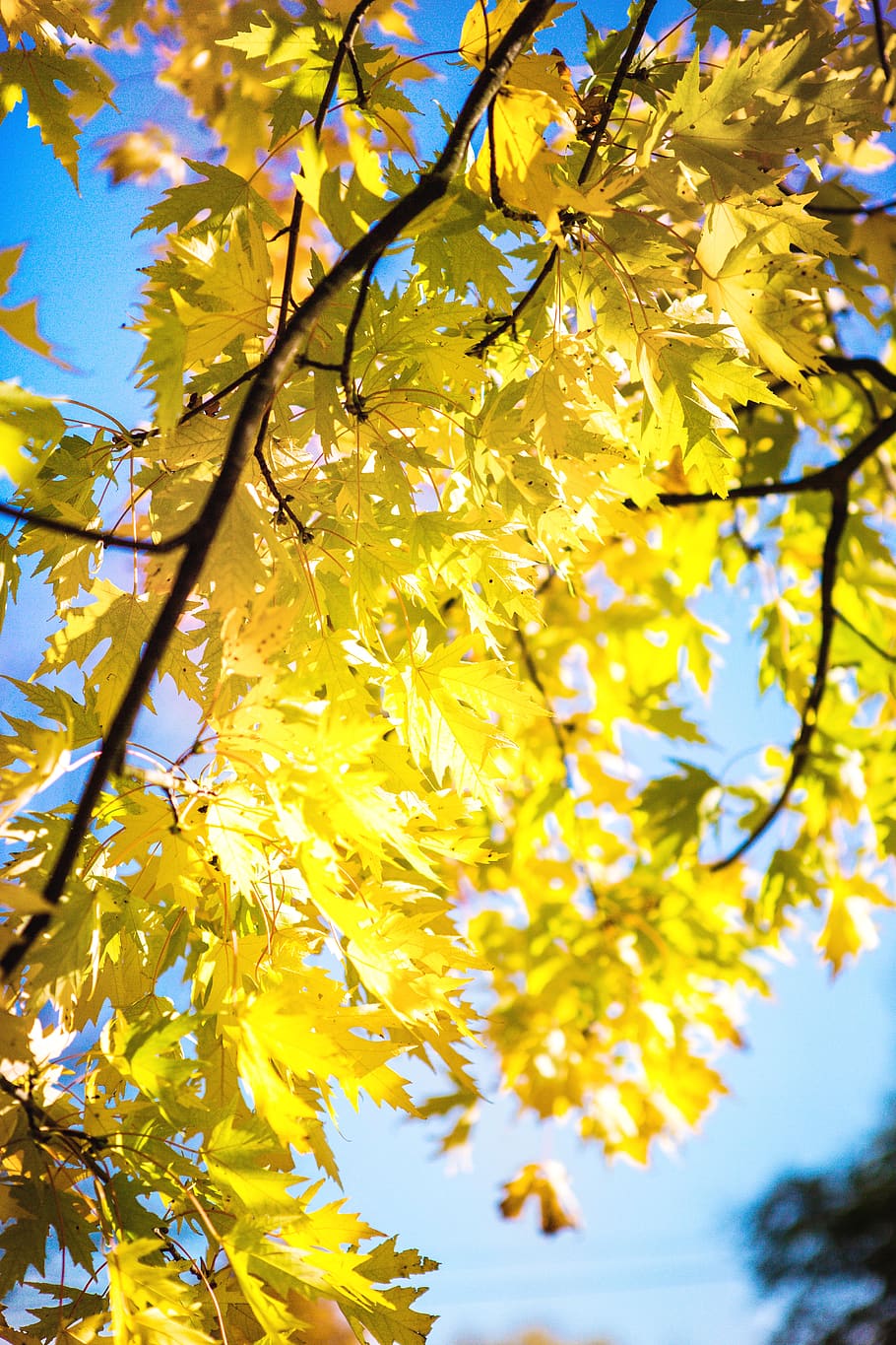 autumn, orange, leaves, forest, sun, tree, park, city, beauty, sky, nature