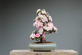 bonsai, azaleas, rhododendron, pink flower, wood, plant, art, japan culture, culture, horticulture, tradition