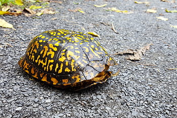 turtle, crossing, road., terrapin, terrapin turtle, turtle shell, tortoise, turtle pictures, turtle images, pictures of terrapins, terrapin images