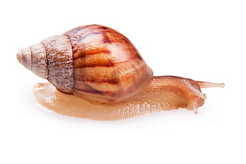 animale, antenna, Marrone, avvicinamento, gastropoda, invertebrato, isolato, lumache, molluschi, uno, conchiglia