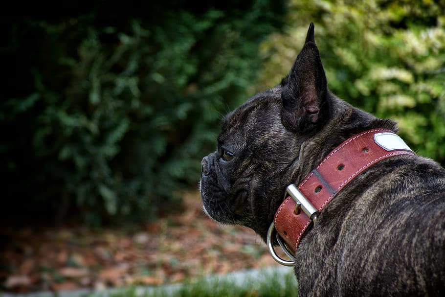 buldogue francês, cachorro, animal, animal de estimação, raça, frenchie, diversão