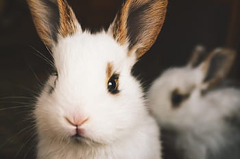 cute rabbits, animals, bunny, cute, ears, rabbits, young
