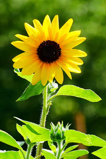 obří květiny, roční, slunečnice, kvetoucí, slunný, zahrada., helianthus, běžné slunečnice, nativní květiny, rodné letničky, vysoký roční