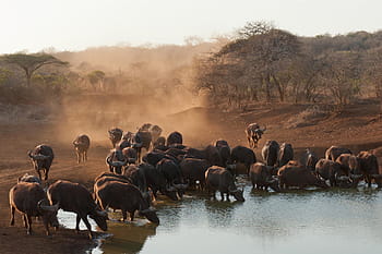 buffalo, south, africa, animalsNature, safari