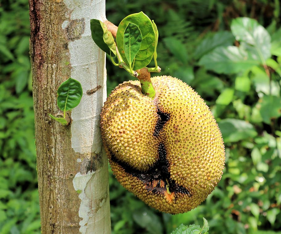 jackfruit, ovoce, strom, náhrada masa, bali