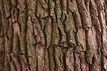 albero, abbaiare, natura, legna, foresta, struttura