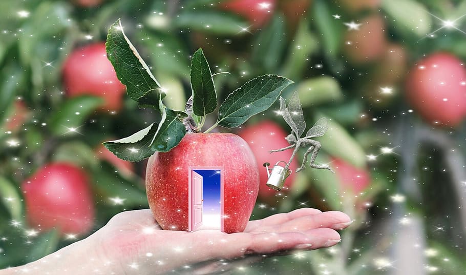 fruit, tree, nature, food, winter, dreaming, fantasy, fairy, apple, treehouse