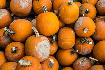 sklizeň, zimní, squash, zeleniny, dýně, předvečer Všech svatých
