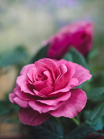 fiore, rosa, fiorire, fioritura, natura, pianta, romanza, romantico, giardino, bellezza, amore