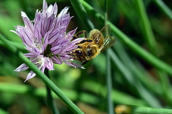 chives, chives blossom, mekar, berkembang, lebah, alam, taman, merapatkan, detail run sampling, ungu, serangga