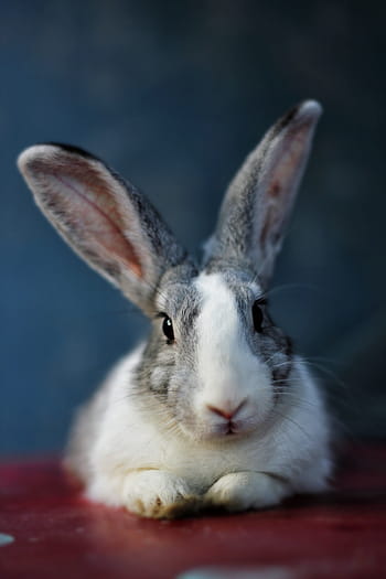 bunny, rabbit, animal, pet, hare