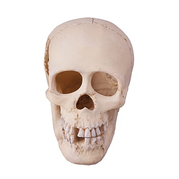 lebka, člověk, anatomie, kost, mozek, mrtvý, smrt, strach, forenzní, předvečer Všech svatých, hlava