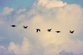 bird migration, geese, flying, sky, clouds, together, wild geese, travel, migratory birds, bird, south