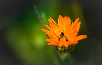Pomarańczowy, kwiat, Natura, roślina, na wolnym powietrzu, ogród, plama, pszczoła, owad, zwierzę