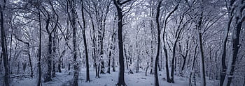 sneeuw, Bos, winter, koude, bossen, ijs-, panoramisch, bomen