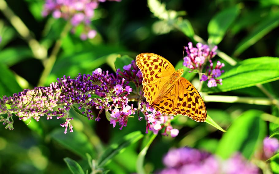 fritillary, butterfly, insect, edelfalter, blossom, bloom, summer, buddleja davidii