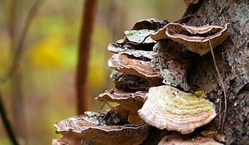 fungi, growing, bark, fallen, tree, forest., fungi mushroom, mushroom fungi, tree fungus, tree fungi, fungi on tree