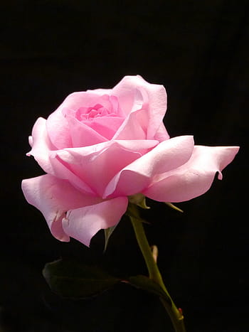 lyserød, Rose, sort, baggrund., billeder af blomster, billeder af roser, fotos af roser, rose billeder, rosenbilleder, pink rose billeder, rosa roser