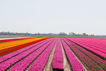 umbi, bidang umbi, tulip, warna, belanda, musim semi, bidang tulip, mekar, bunga, tanaman, warna merah muda