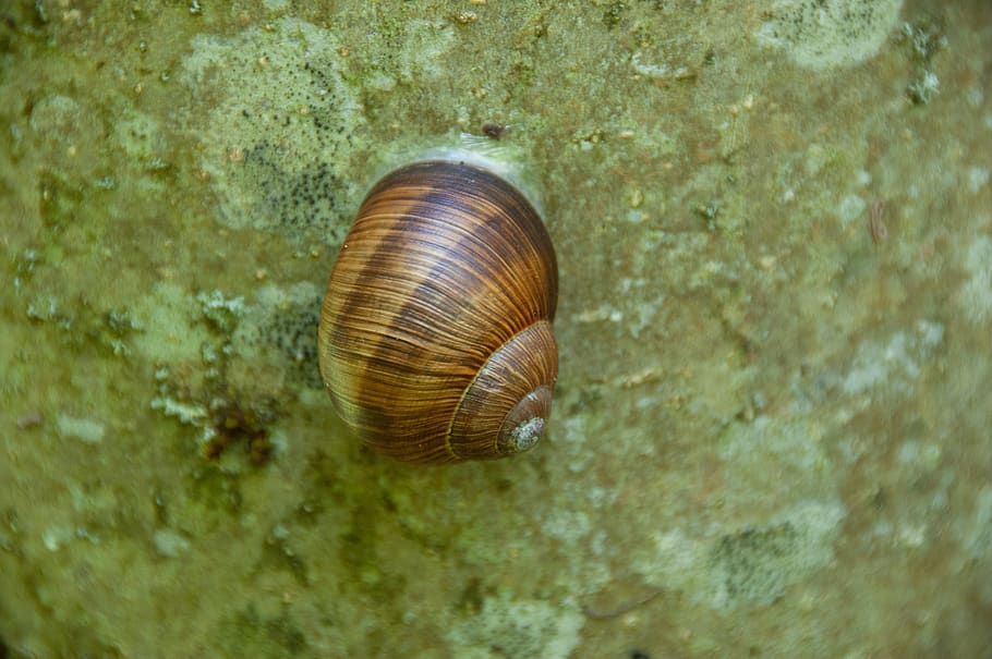 かたつむり、 石、 自然、 シェル、 カタツムリの殻、 動物の世界