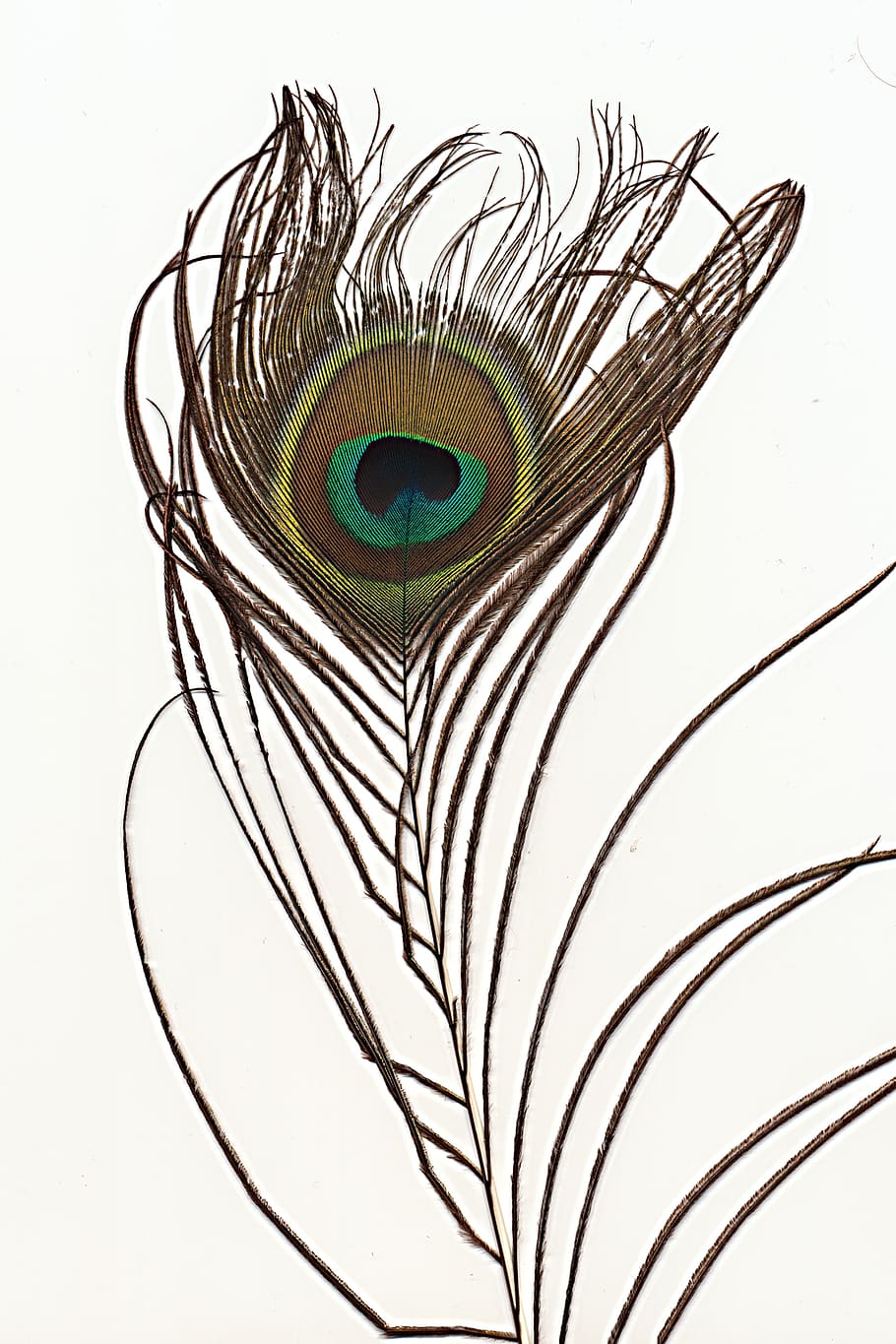 scan angiogram, feather, peacock feather, iridescent, jewellery, pattern, peacock, structure