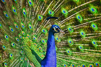pavone, uccello, colorato, pollame, piuma, animale, orgoglio, natura, piume, piume di pavone, colore
