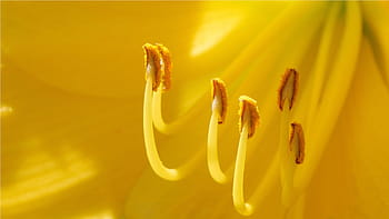 žlutá, daylily květina části makro, letní čas, rutgers zahrada nj usa, usa., makro fotografie, detail, extrémní detail, květinové obrázky, obrázek pístu, obrázek květin