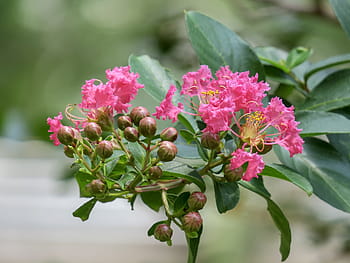crape myrtle, květ, rostlina, divoké květiny, hua xie, Červené, přírodní, kvetoucí, krásný přístav, detailní záběr na květinové střílet, Příroda