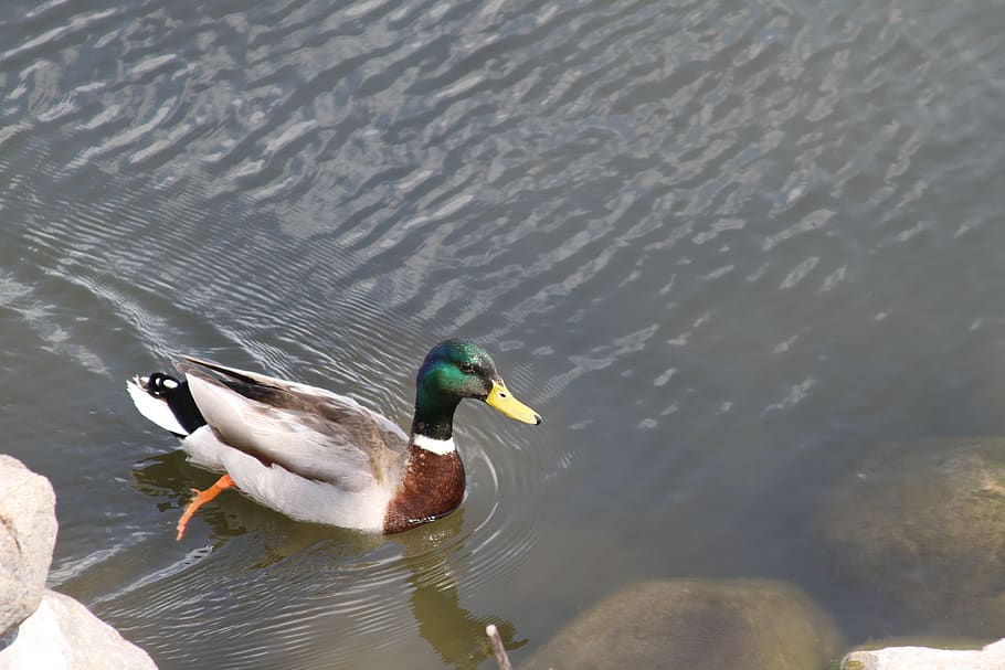 duck, madison, wisconsin, lake, monona, bay, water, mallard, bird