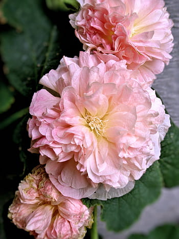 beautiful, peaches, 'n, n dreams hollyhock, ruffle, petals., peaches n dreams hollyhock, hollyhock, flower, pink, dreams