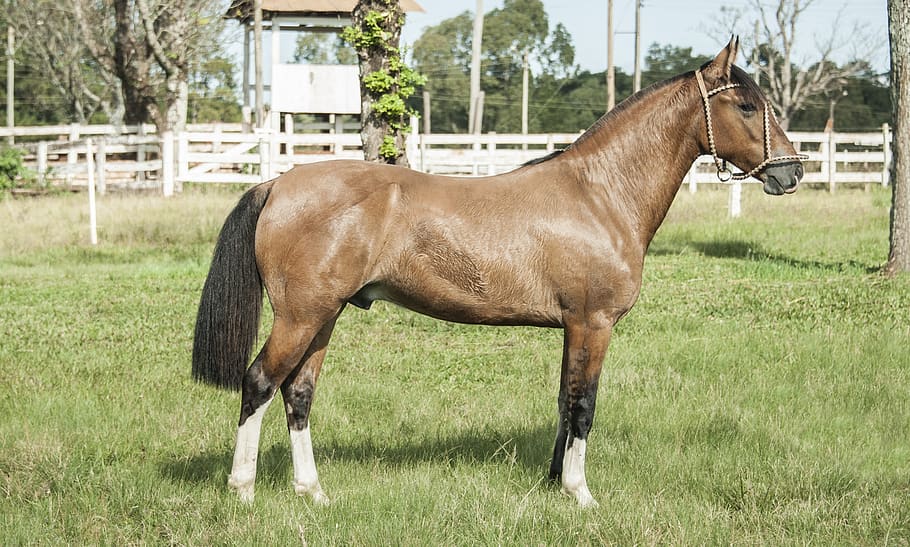 horse, pingo, creole, rodeo, animal