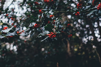 berries, black, branches, green, leaves, plants, red