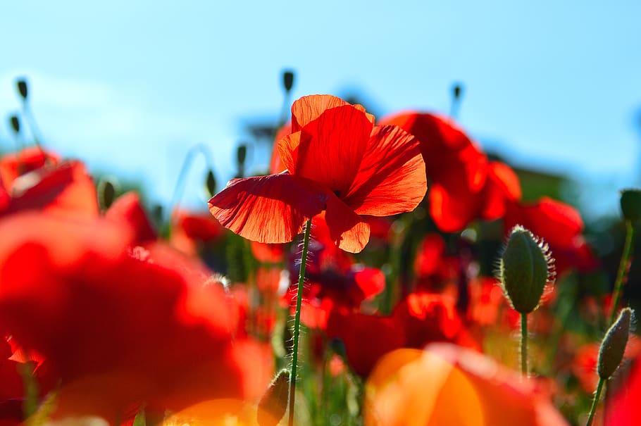 red, red poppy, poppy, field, meadow flower, nature, flower, plant, red flower, summer plants, poppies