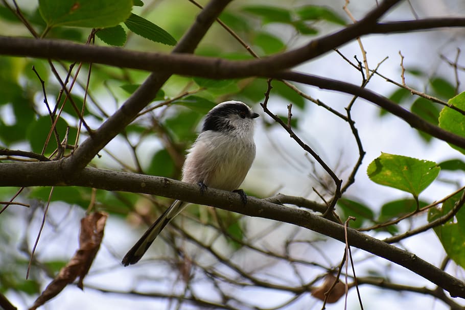 animal, forest, trees and plants, bird, wild birds, energy guide department of, energy guide, cute, wild animal, natural, landscape