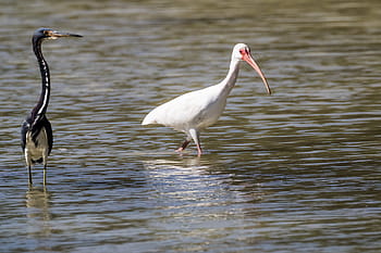Κούβα, cayo coco, coco blanco, garza de vientre blanco, πτηνοτροφία, 10-10-18
