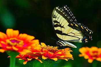 obrázek, Černá, žlutá, otakárek butterfly, odpočívá, cínie květ, květ., žlutý motýl, žlutý a černý motýl, obyčejný žlutý otakárek, papilio machaon