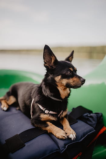 feliz, perro, kayak, mascota, animal, cachorro