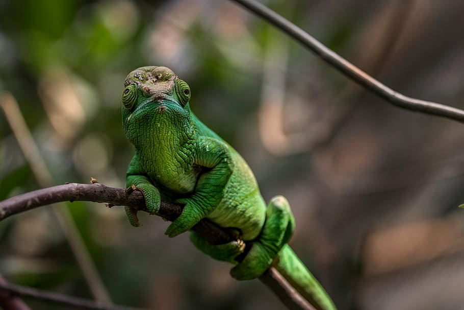 fauna, animal, nature, outdoor, tree