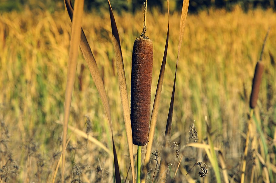 sweet rush, typha, pond, lake, nature, water, scrubs, park, wetlands, rates