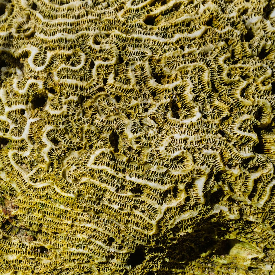 coral, mar, estructura, barbados, caribe, patrón, playa, agua salada, banco, coquina, roca