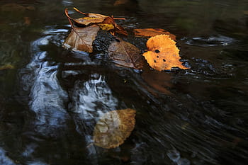 colorful autumn stream., autumn, background, beautiful, fall, foliage, forest, golden, green, leaves, natural