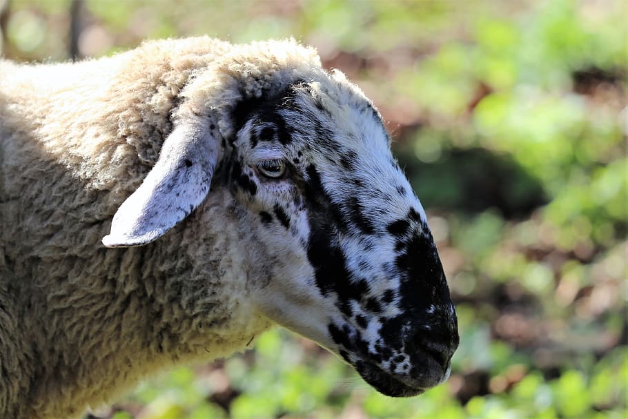 aries, Černý a bílý, hlava, zvíře, vlna, Příroda, pastvina, louka, venkovní