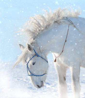 horse, snow, animal, winter, cold, outdoors, unicorn, equine, horses, snowfall, shire