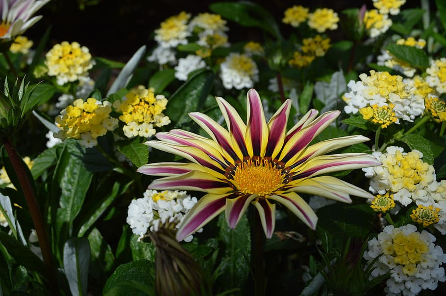flower, beauty, yellow, violet, color, portrait, botany, summer, flora, spring, bloom