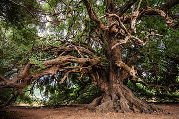 olive tree, tree, olivier, old, nature, log, tribe, structure, bark, plant, lavizzara