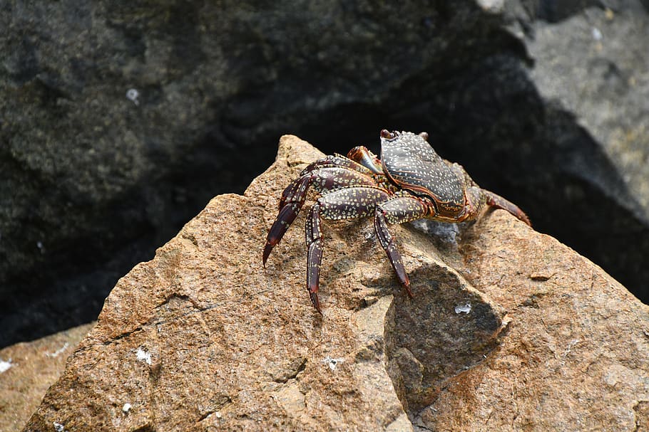 cancer, lima, beach, peru, scissors, rock, south america