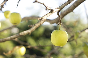 apples, fruits, food, trees, branches