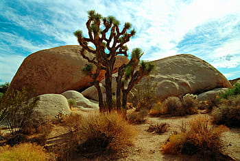 joshua tree, national, park, wispy, clouds, rocks, boulders form, background, spiky joshua tree, tree., small