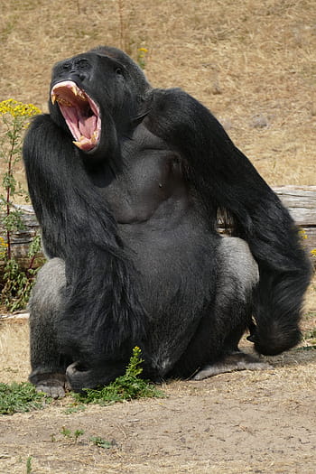 gorilla, lowland gorillas, monkey, primate, fauna, wild, male, great ape, africa, rainforest, yawn